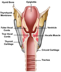 Intérieur du larynx 