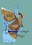 Les cordes vocales dans le larynx