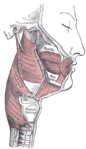 muscles constricteurs du chanteur