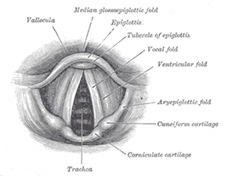 La glotte - espace entre les plis vocaux ou cordes vocales