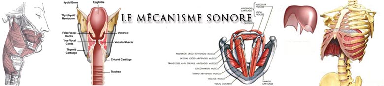 Cours de Chant - Mouvement et Voix - La santé par la voix